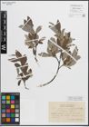 Foto von Salix glauca L. x Salix phylicifolia L.